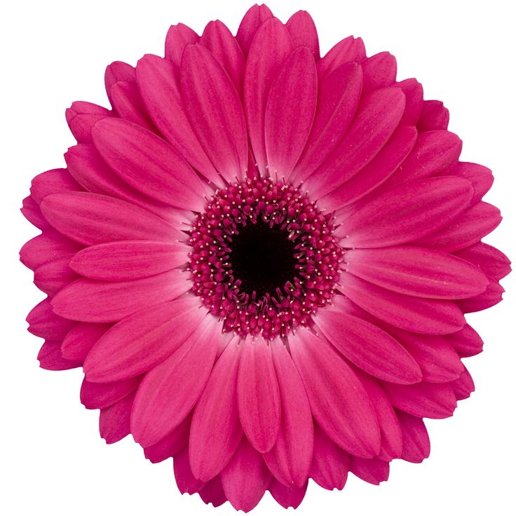 hot-pink-gerbera-daisy.jpg hot-pink-gerbera-daisy.jpg